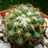 21_ Coryphantha_ kracikii KKR _339_ 02